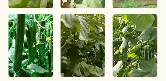 農(nóng)用微生物菌劑(一號(hào)菌)-五道豐 農(nóng)用微生物菌劑(一號(hào)菌)-五道豐