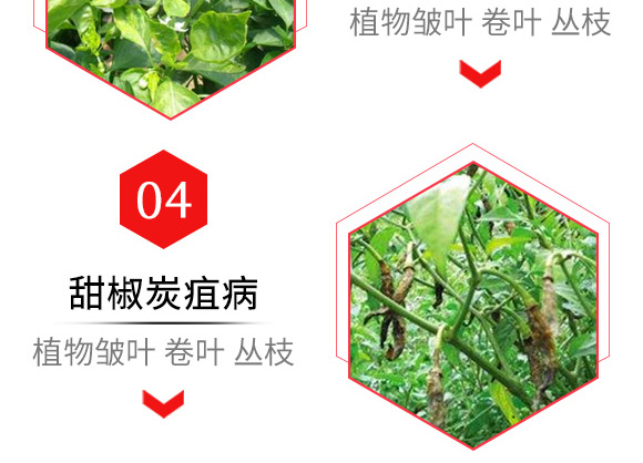 烯·羥·硫酸銅(80g)-倍爾農化 烯·羥·硫酸銅(80g)-倍爾農化