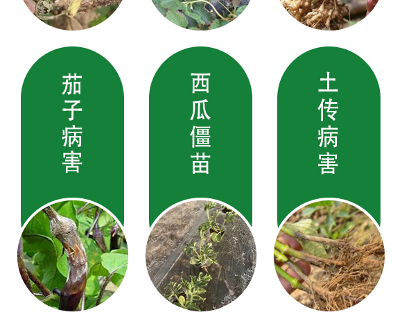 ?;ㄅ蚬?田園季豐-大豐肥業(yè) 保花膨果肥-田園季豐-大豐肥業(yè)