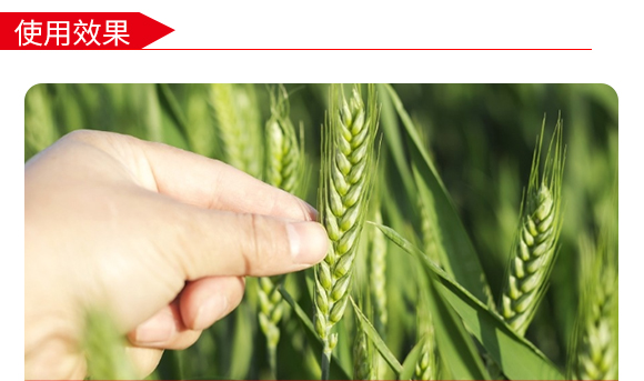 禾豐3號(hào)-小麥種子-商都種業(yè)