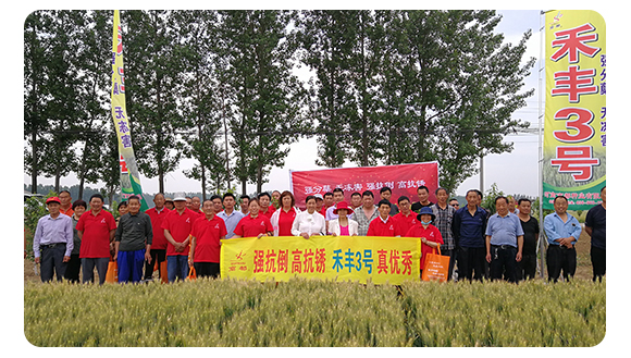 禾豐3號(hào)-小麥種子-商都種業(yè)