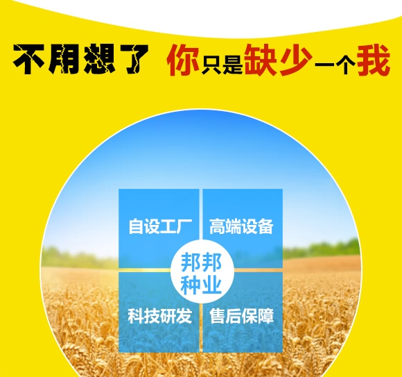 鄭品麥27號(hào)-小麥種子-邦邦種業(yè) 鄭品麥27號(hào)-小麥種子-邦邦種業(yè)