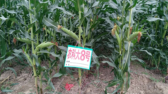 白芯農(nóng)科大8號玉米種子-敦煌飛天-中亞農(nóng)業(yè) 白芯農(nóng)科大8號玉米種子-敦煌飛天-中亞農(nóng)業(yè)