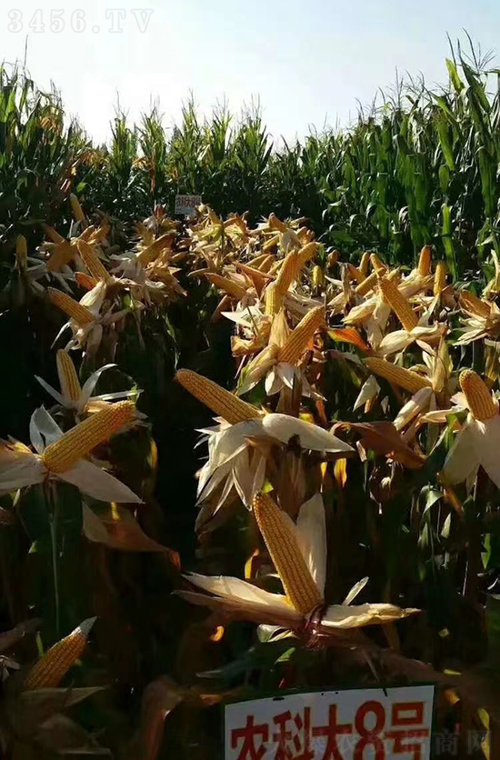 白芯農(nóng)科大8號玉米種子-敦煌飛天-中亞農(nóng)業(yè) 白芯農(nóng)科大8號玉米種子-敦煌飛天-中亞農(nóng)業(yè)