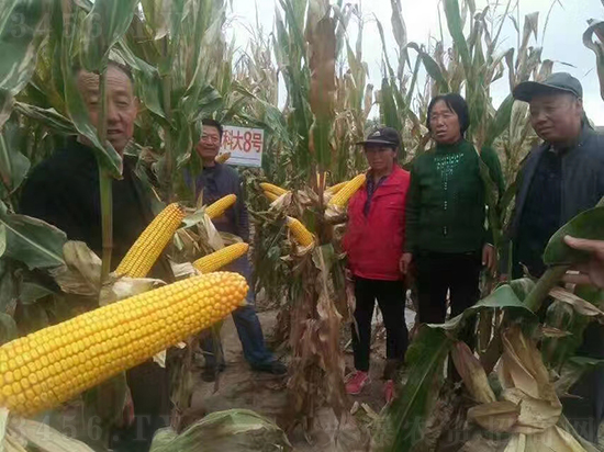 白芯農(nóng)科大8號玉米種子-敦煌飛天-中亞農(nóng)業(yè) 白芯農(nóng)科大8號玉米種子-敦煌飛天-中亞農(nóng)業(yè)