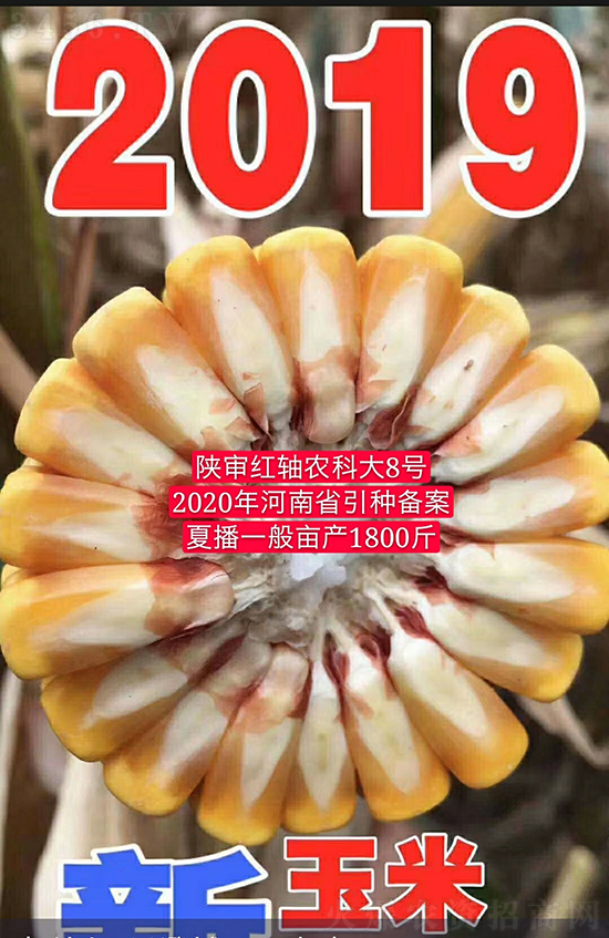 白芯農(nóng)科大8號玉米種子-敦煌飛天-中亞農(nóng)業(yè) 白芯農(nóng)科大8號玉米種子-敦煌飛天-中亞農(nóng)業(yè)