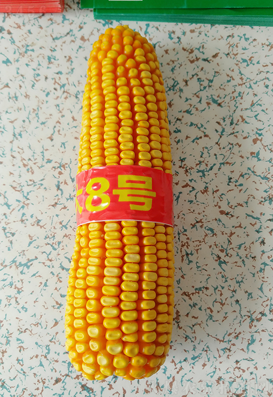 白芯農(nóng)科大8號玉米種子-敦煌飛天-中亞農(nóng)業(yè) 白芯農(nóng)科大8號玉米種子-敦煌飛天-中亞農(nóng)業(yè)