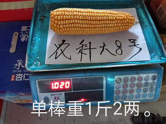 白芯農(nóng)科大8號玉米種子-敦煌飛天-中亞農(nóng)業(yè) 白芯農(nóng)科大8號玉米種子-敦煌飛天-中亞農(nóng)業(yè)