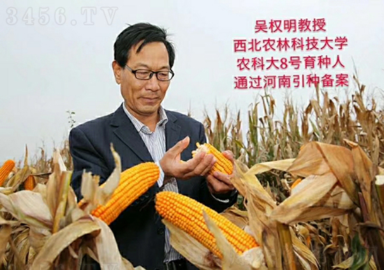 白芯農(nóng)科大8號玉米種子-敦煌飛天-中亞農(nóng)業(yè) 白芯農(nóng)科大8號玉米種子-敦煌飛天-中亞農(nóng)業(yè)