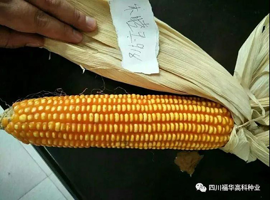 和睦玉918-玉米種子-福華高科 和睦玉918-玉米種子-福華高科