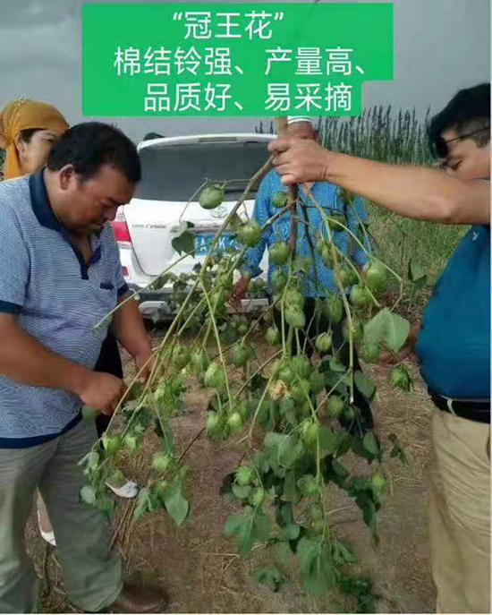 新陸中66號棉花種子-智通疆棉-利豐元 新陸中66號棉花種子-智通疆棉-利豐元