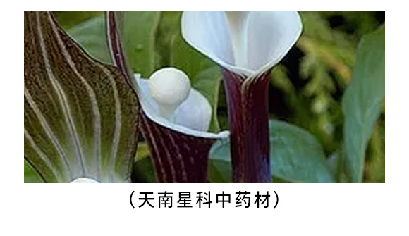 天南星、半夏中藥材除草劑-富美 天南星、半夏中藥材除草劑-富美