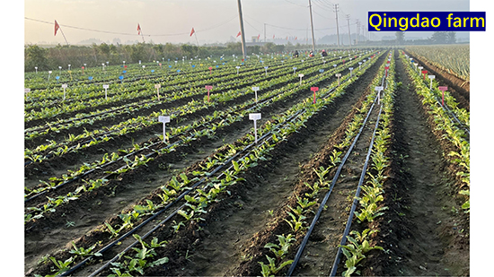 Company-profile---chino_28.jpg Company-profile---chino_28.jpg