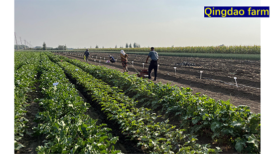 Company-profile---chino_29.jpg Company-profile---chino_29.jpg