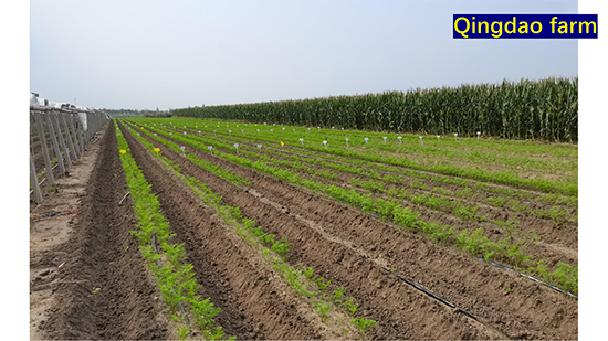 Company-profile---chino_30.jpg Company-profile---chino_30.jpg