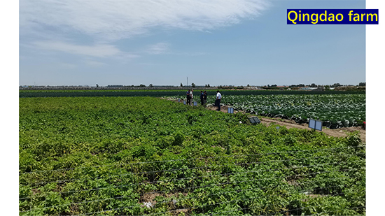 Company-profile---chino_32.jpg Company-profile---chino_32.jpg