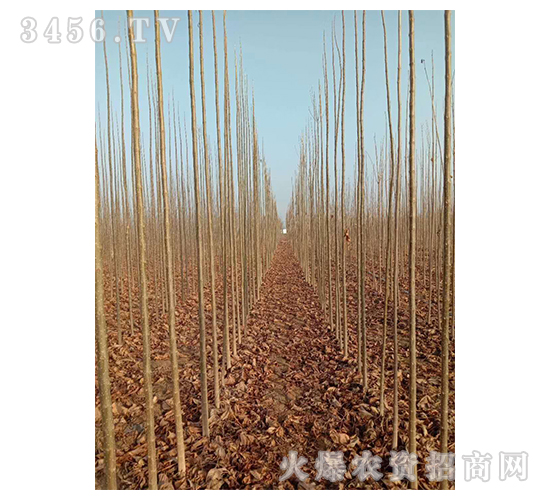 2020年楸樹訂單回收項目16