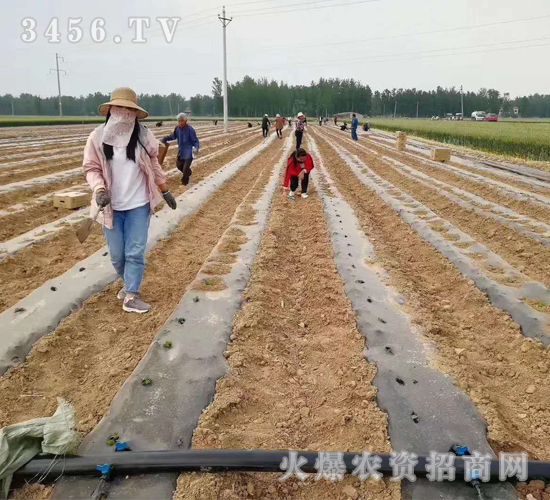 2020年楸樹訂單回收項(xiàng)目12