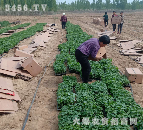 2020年楸樹訂單回收項(xiàng)目8