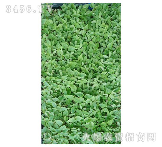 2020年楸樹(shù)訂單回收項(xiàng)目5