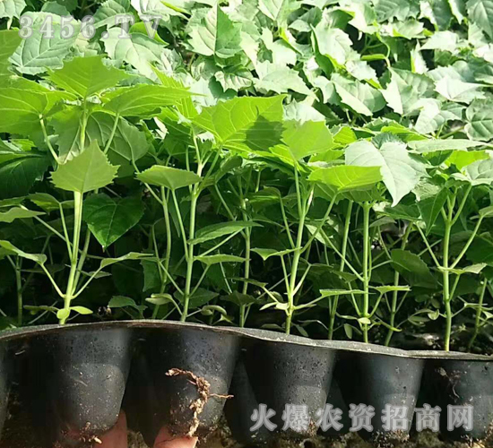 2020年楸樹訂單回收項(xiàng)目4