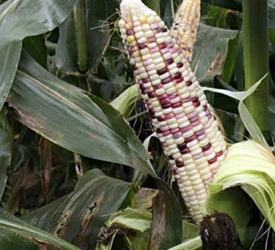 彩甜糯1702-玉米種子-東亞