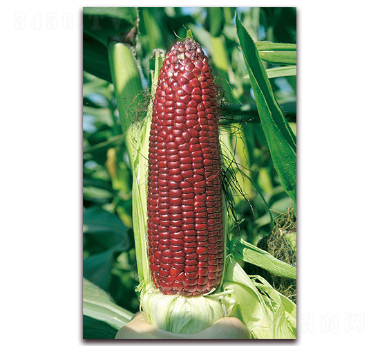 華良紅甜糯1號(hào)-糯玉米種子-華良種業(yè)