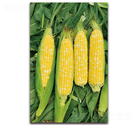 華良甜糯192-糯玉米種子-華良種業(yè)