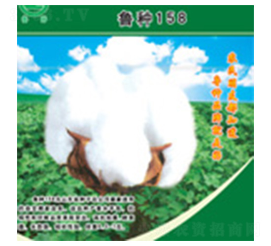 魯種158-棉花種子-魯種