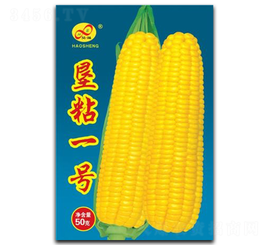 墾粘一號-糯玉米種子-昊晟種業(yè)