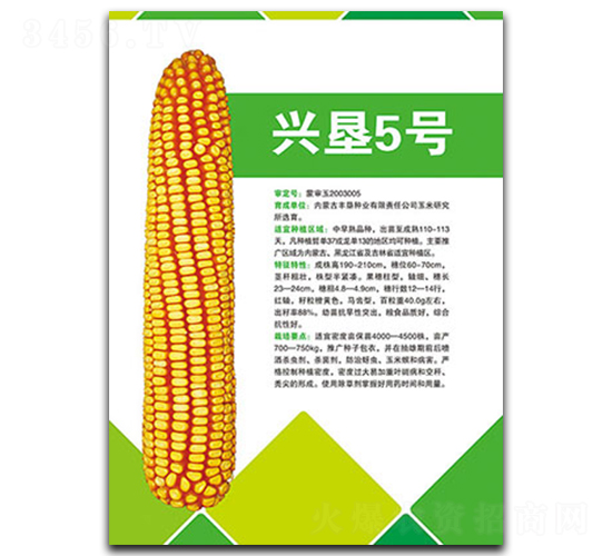 興墾5號-玉米種子-豐墾種業(yè)