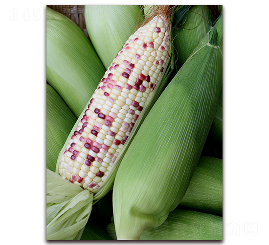 美玉糯16號-玉米種子-勿忘農(nóng)