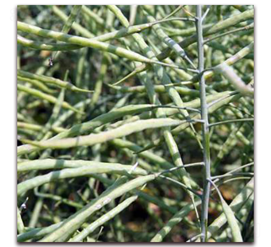 中雙11-油菜種子-勿忘農(nóng)