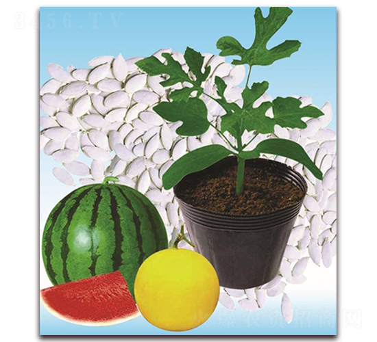 雙砧二號-砧木種子-雙星種業(yè)