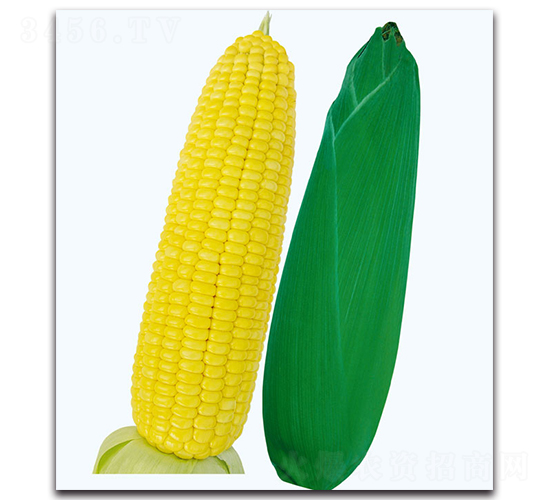 甜豐6號(hào)玉米-甜玉米種子-現(xiàn)代金穗