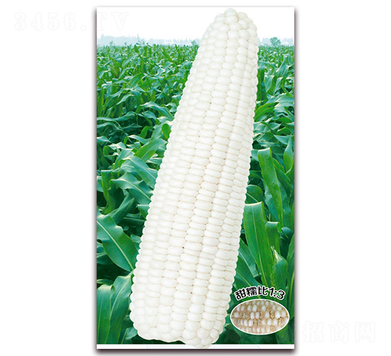 萬(wàn)糯一號(hào)-糯玉米種子-華穗種業(yè)