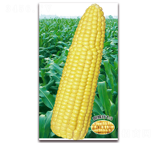 萬(wàn)黃甜糯1015-糯玉米種子-華穗種業(yè)