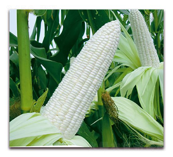 萬(wàn)糯178-糯玉米種子-華穗種業(yè)