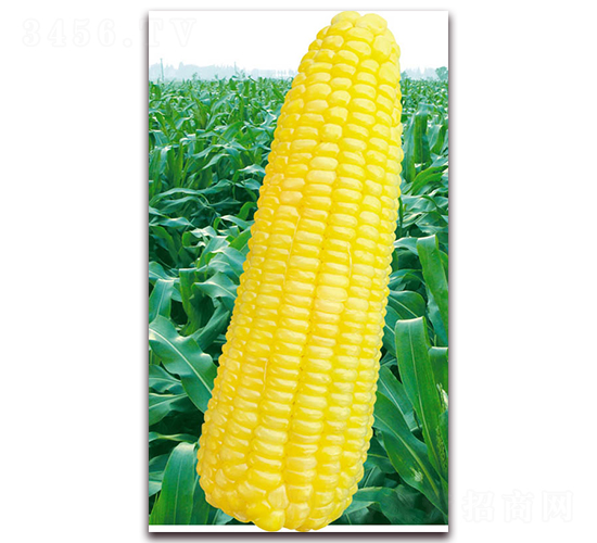 萬糯2018-糯玉米種子-華穗種業(yè)