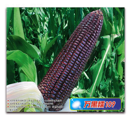萬黑糯109-糯玉米種子-華穗種業(yè)