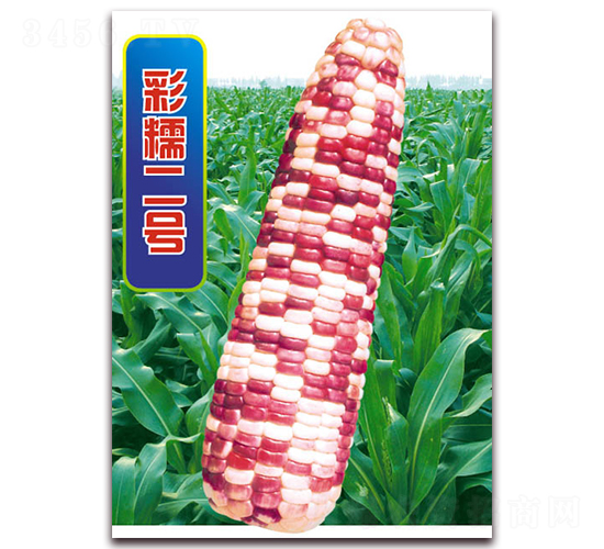 彩糯二號-糯玉米種子-華穗種業(yè)