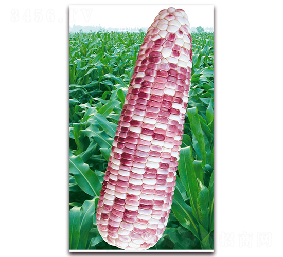 萬彩糯六號-糯玉米種子-華穗種業(yè)