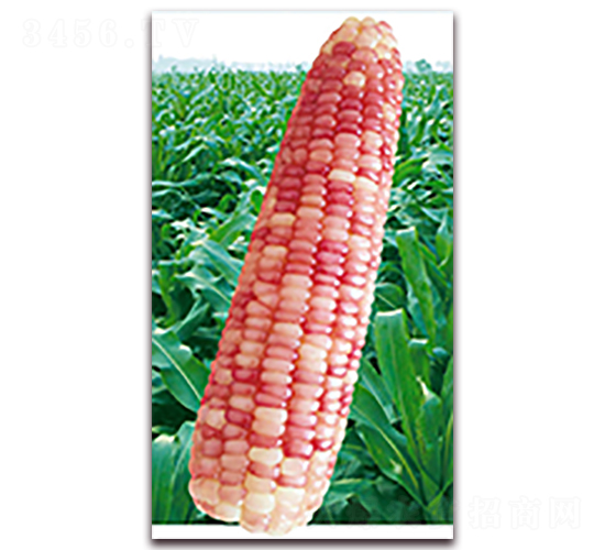 萬(wàn)紫糯1227-糯玉米種子-華穗種業(yè)