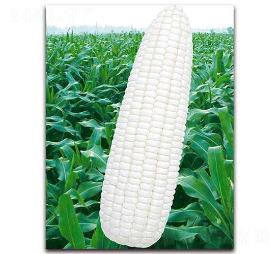 萬糯102-糯玉米種子-華穗種業(yè)