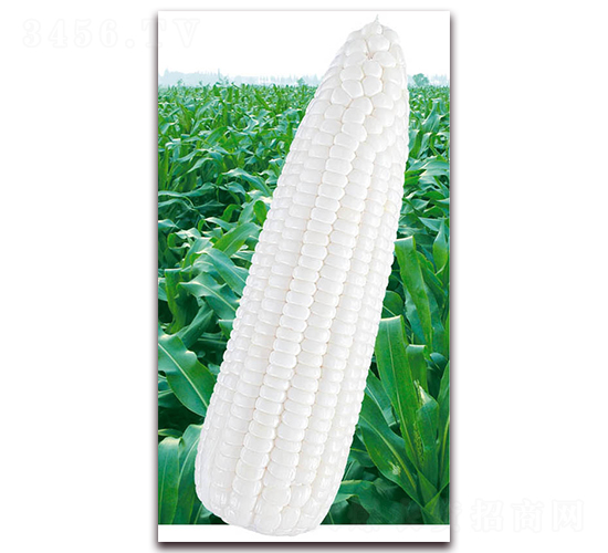 萬糯2013-糯玉米種子-華穗種業(yè)