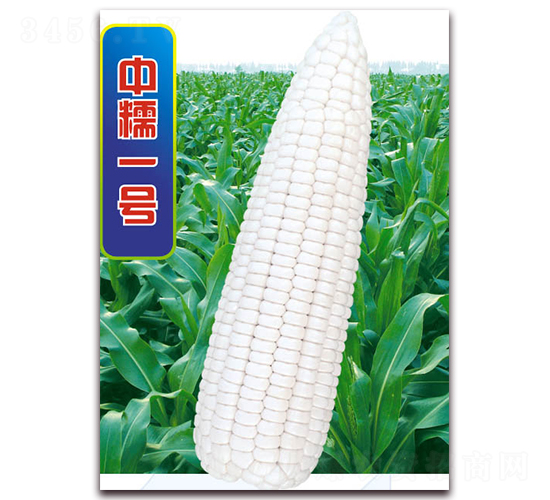 中糯一號(hào)-糯玉米種子-華穗種業(yè)