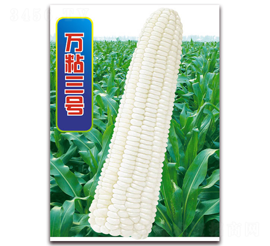 萬(wàn)粘三號(hào)-糯玉米種子-華穗種業(yè)