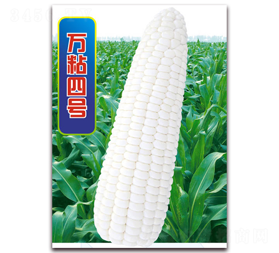萬(wàn)粘四號(hào)-糯玉米種子-華穗種業(yè)