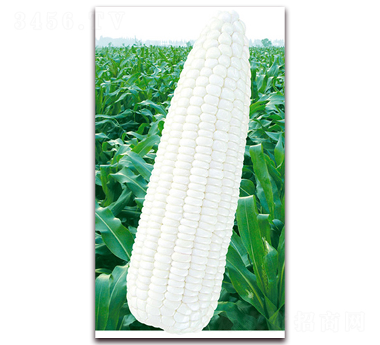 萬糯六號-糯玉米種子-華穗種業(yè)