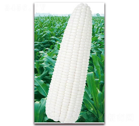 萬糯2000-糯玉米種子-華穗種業(yè)